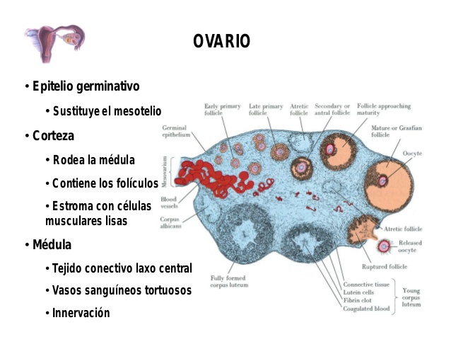 óvulo-ovulación-ovario-infertilymadre